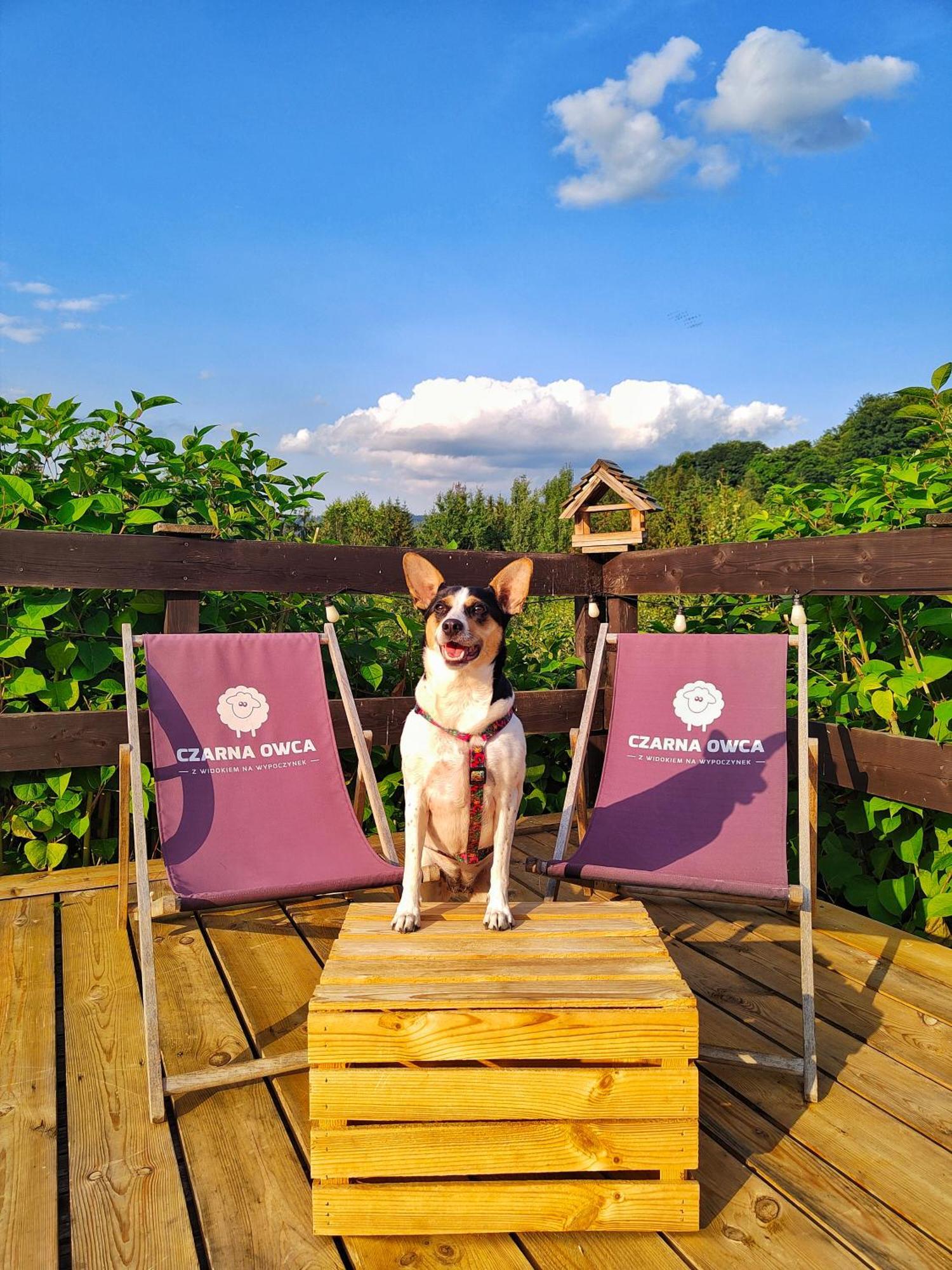 Czarna Owca Bed & Breakfast Istebna Luaran gambar