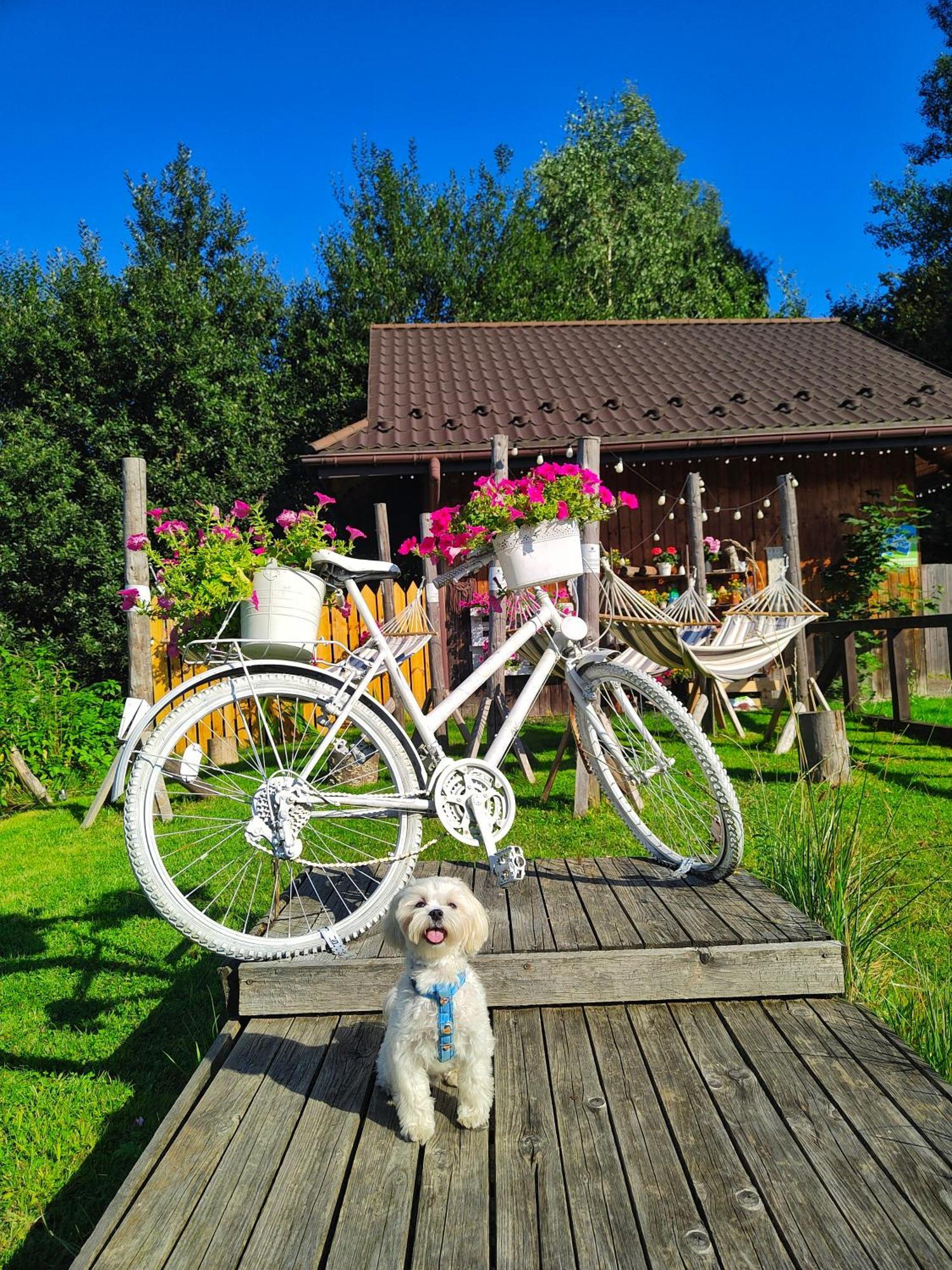 Czarna Owca Bed & Breakfast Istebna Luaran gambar