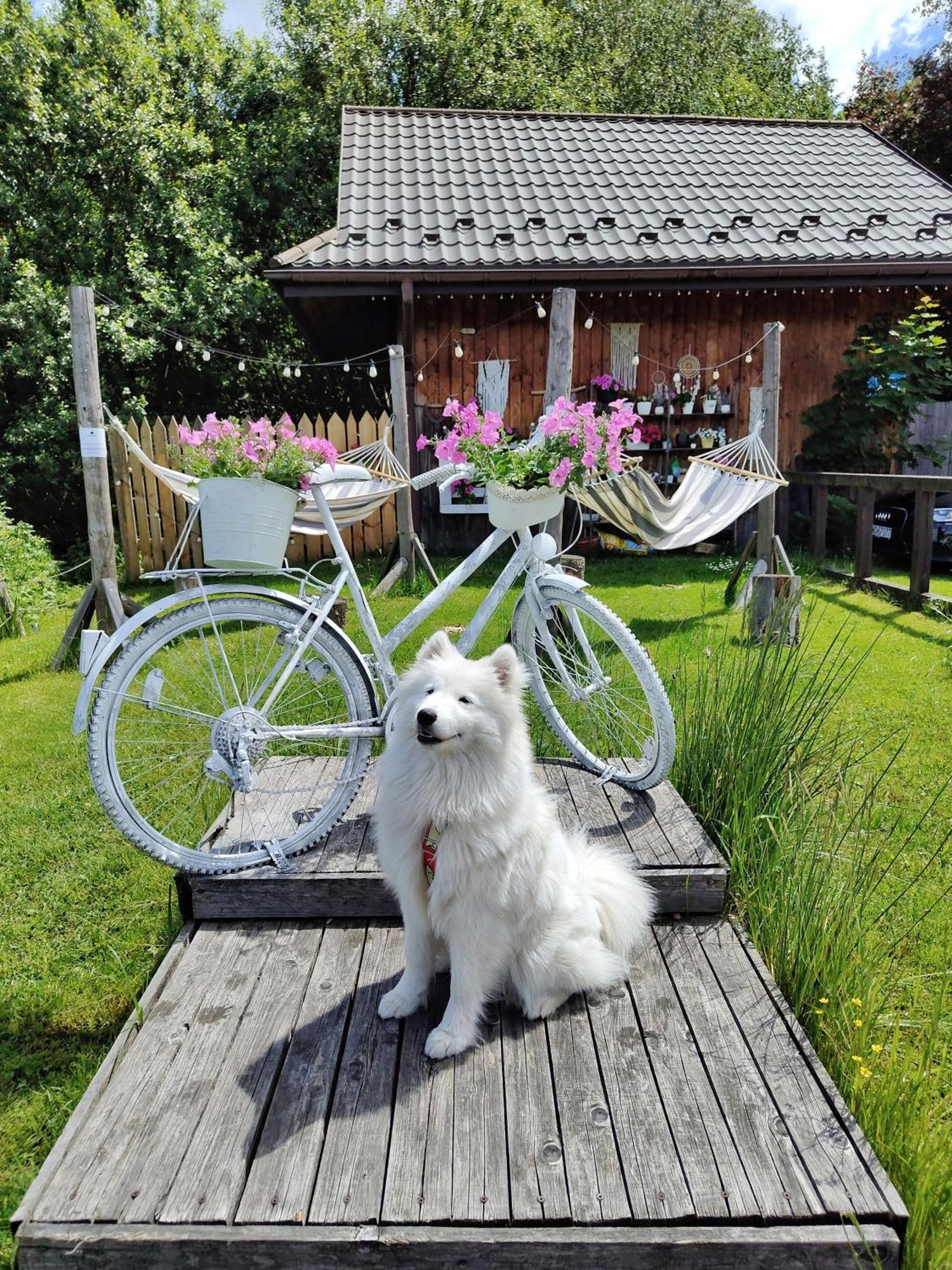 Czarna Owca Bed & Breakfast Istebna Luaran gambar